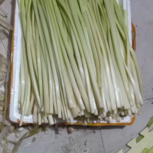 滕州市蒲菜 微湖野生浦菜