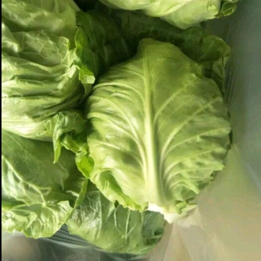 南安市绿包菜  包菜