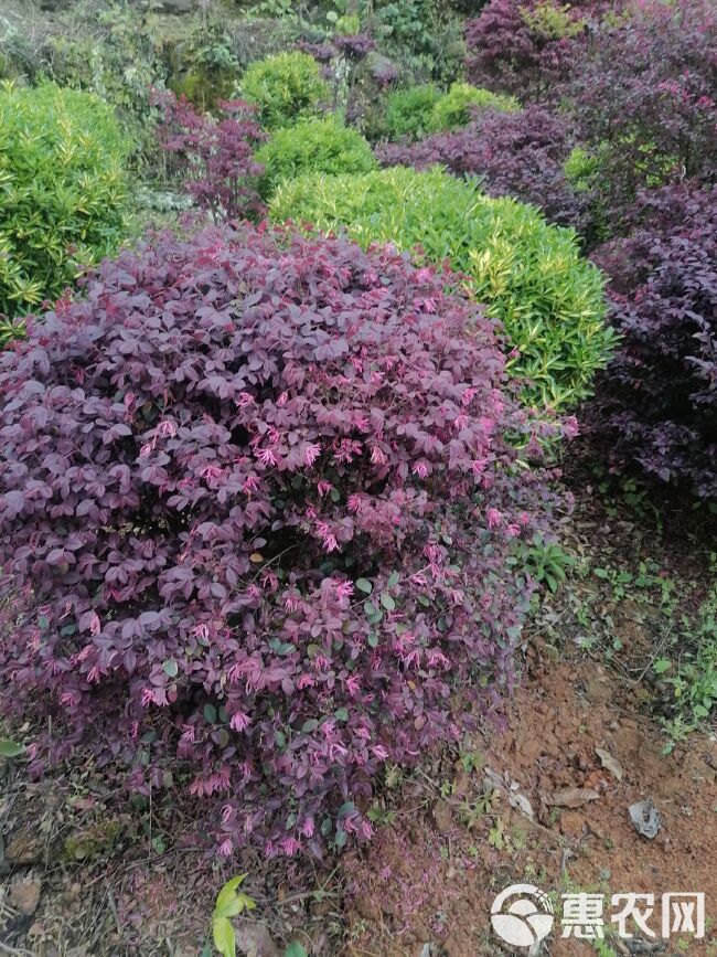 黄金桂花树 