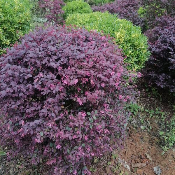 黄金桂花树 