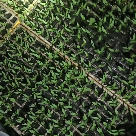 陆良县意大利  蔬菜苗