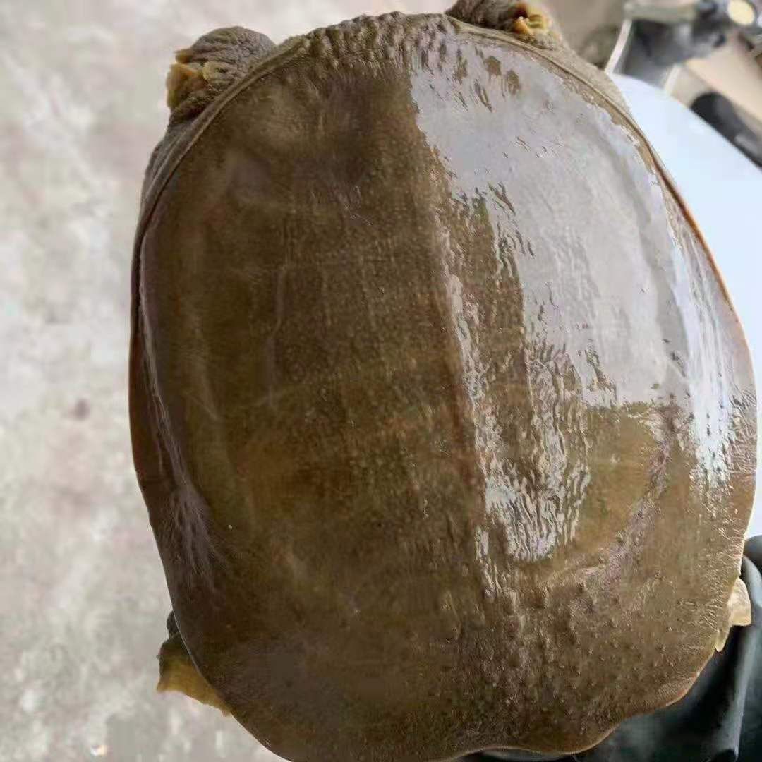 黄沙鳖  外塘甲鱼，规格齐全，对在批发，量大优惠！