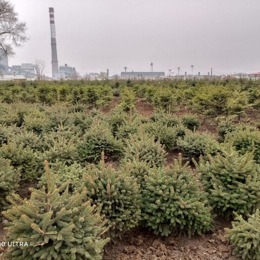 哈尔滨云杉球松