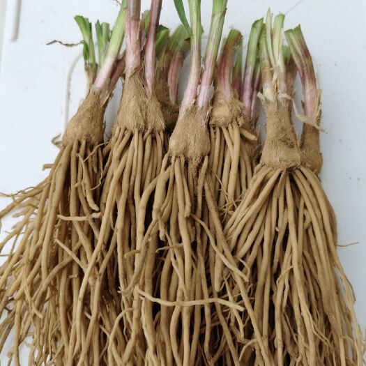 南宫市韭菜根一年新根 ，自家种植，货源充足 ，人工筛选成活率高