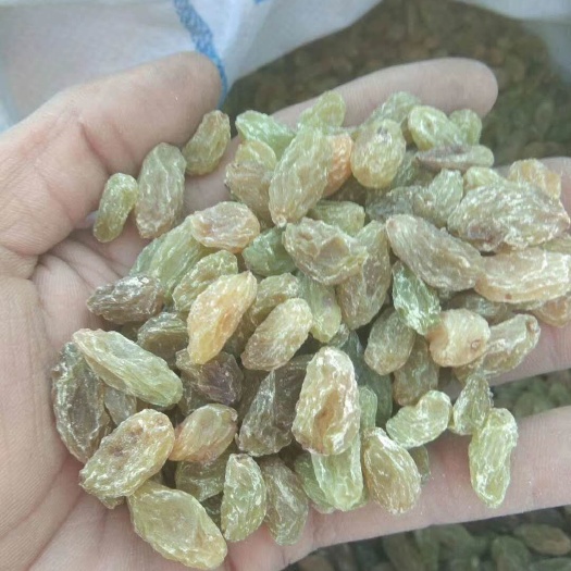 伊吾县无核葡萄干 新疆维吾尔自治区哈密市伊州区 18-24个月 