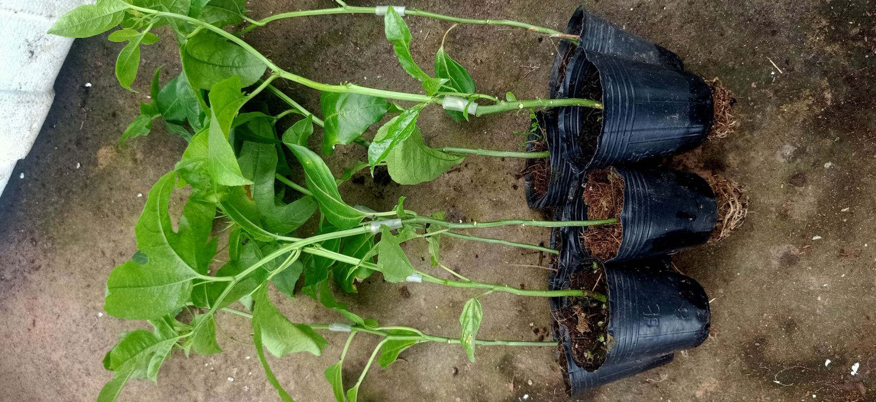 台农一号百香果苗  台农百香果嫁接苗台农一号阳台盆载爬藤苗