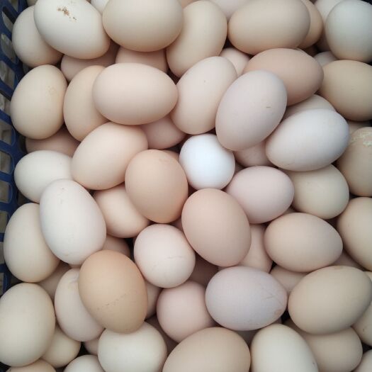 粉壳蛋 食用 散装 