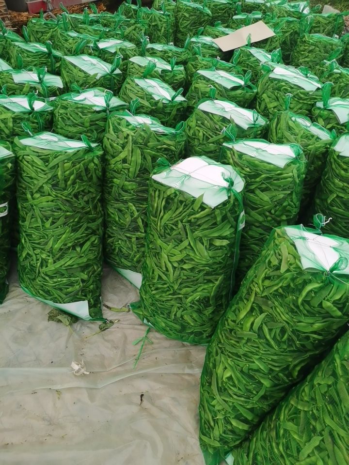 油豆角批发]油豆精品油豆，大棚油豆种植基地价格0.9元/斤- 惠农