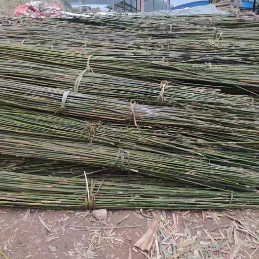 贺州苦竹 菜竹厘竹