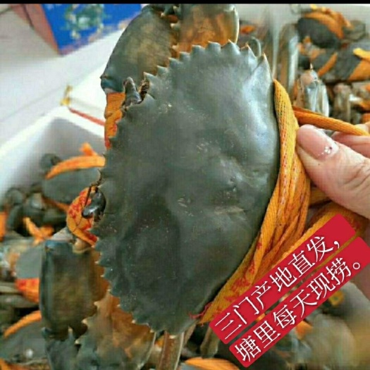 三门县 正宗三门青蟹产地直发新鲜蟹塘现抓