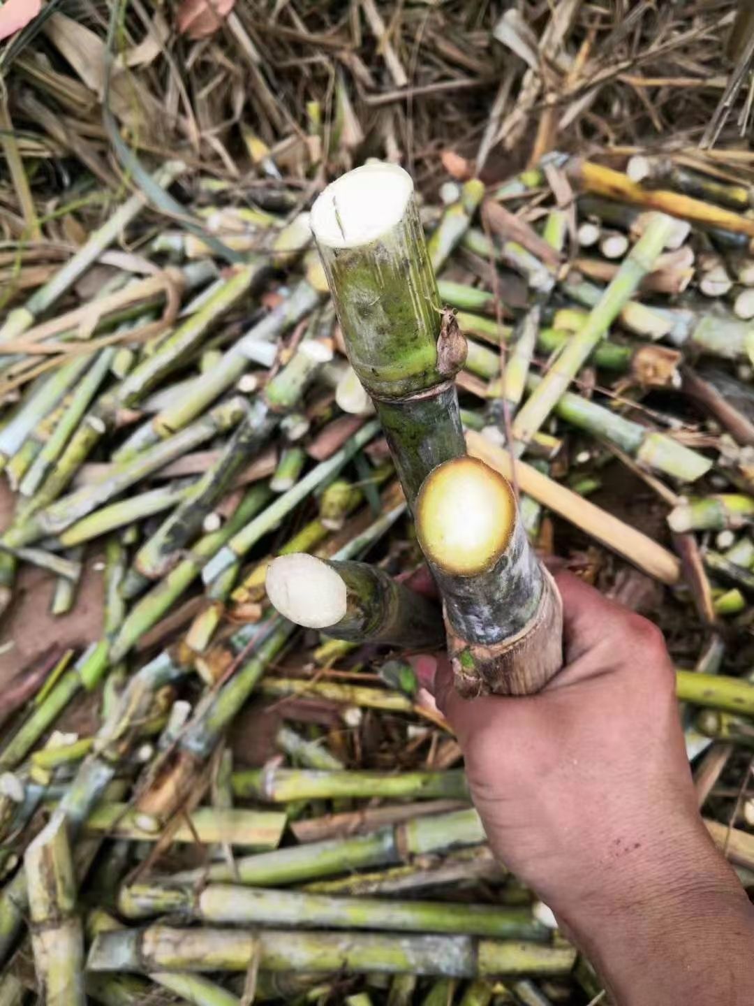 甜象草苗  高产甜象草优质牧草种