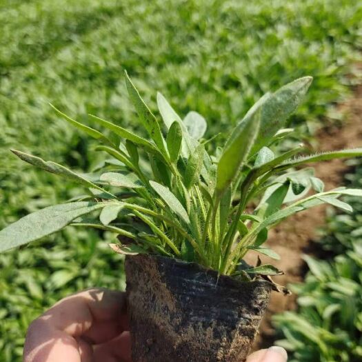 青州市地被植物  金鸡菊，大花金鸡菊，金鸡菊种植基地，金鸡菊产地