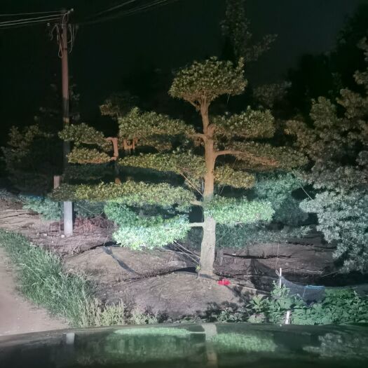 北海罗汉松 