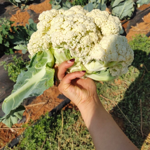 曲靖白花菜花 白花