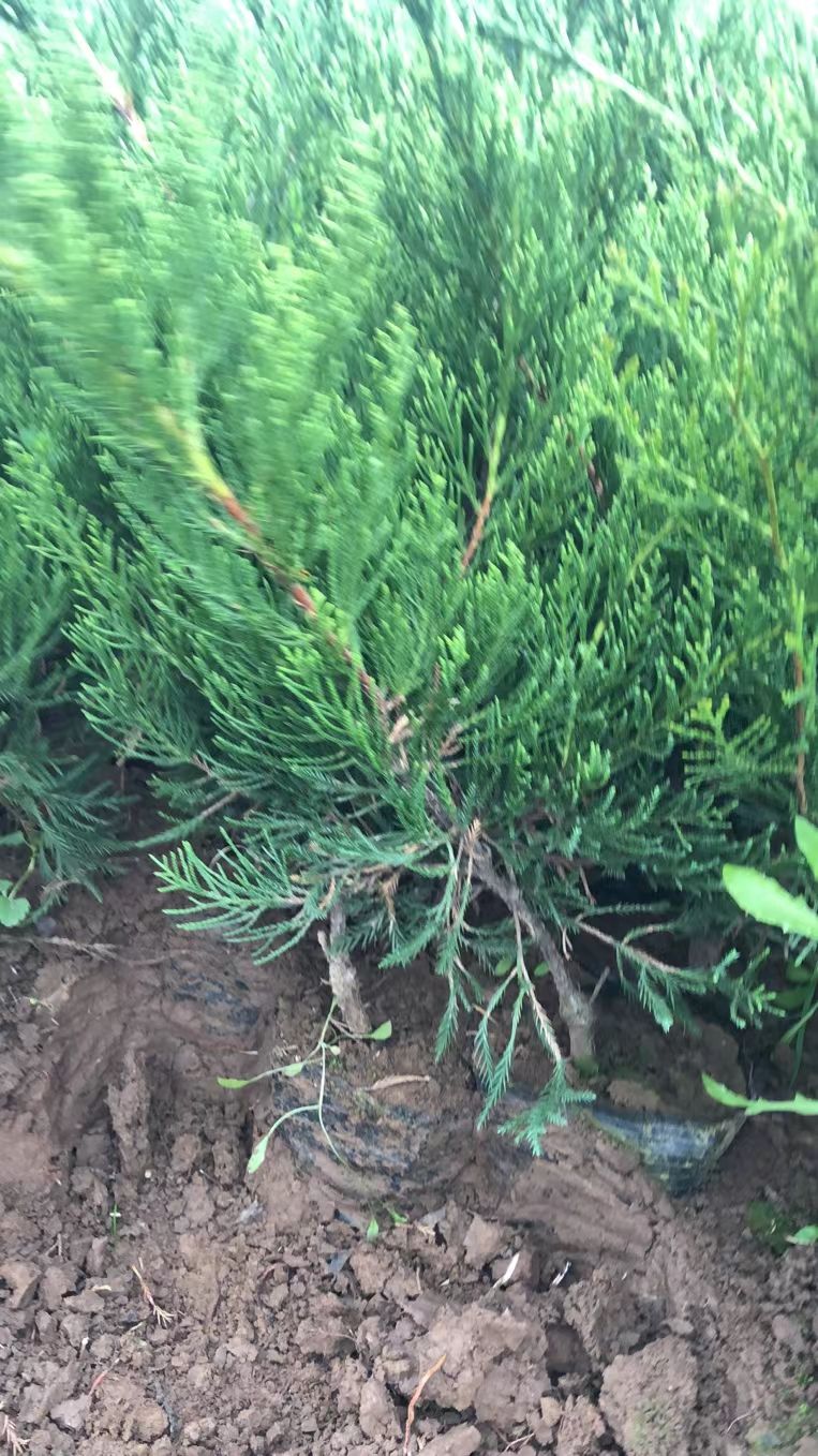 小龙柏  龙柏地栽龙柏龙柏杯苗陕西龙柏