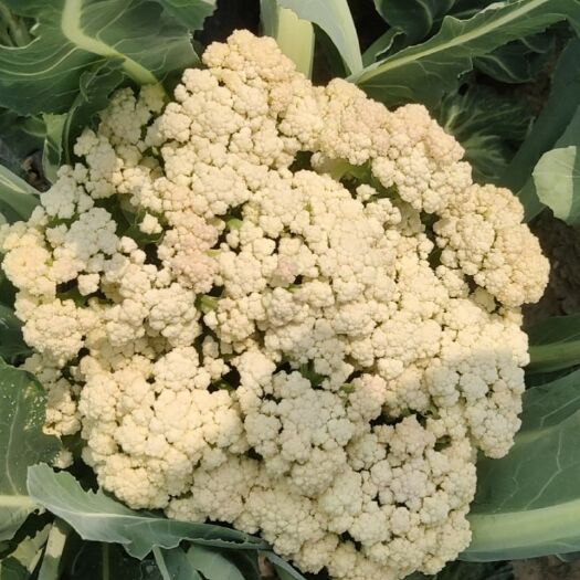 尉氏县白花菜花  有机花菜 精品花菜