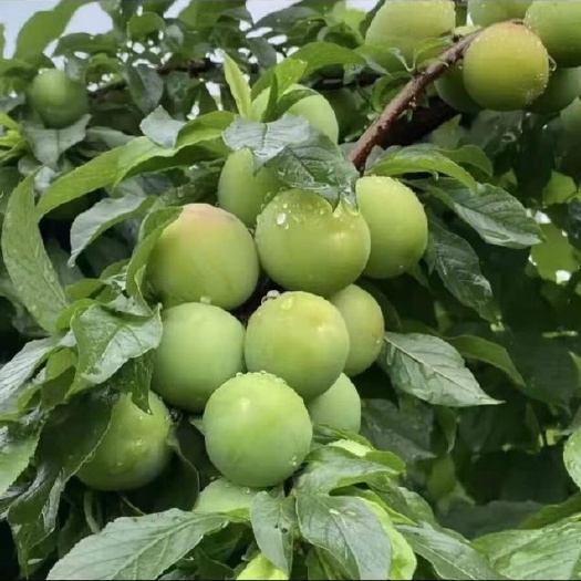信宜市三华李  信宜钱排三月李