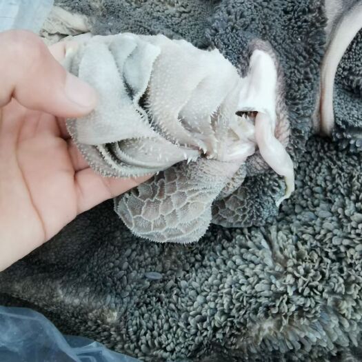 河间市羊肚  免洗羔羊毛肚