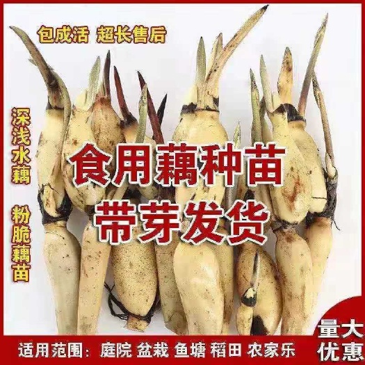 沭阳县巨无霸藕种 荷花莲藕种苗盆栽大型莲花种藕观赏食用水培水养水生池塘荷叶芽根