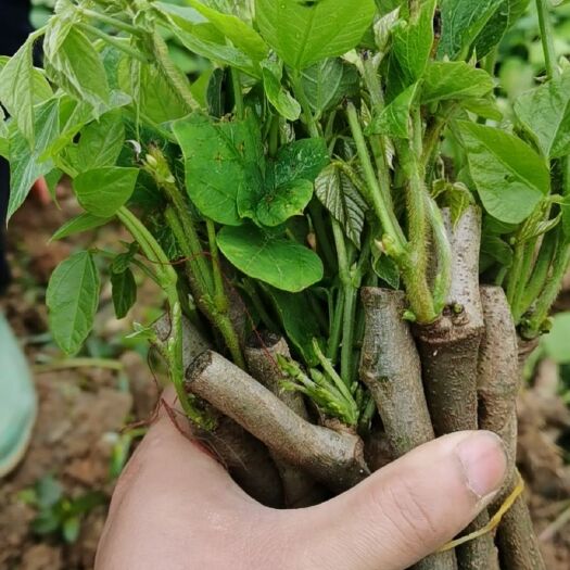 藤县葛根种苗  葛根苗