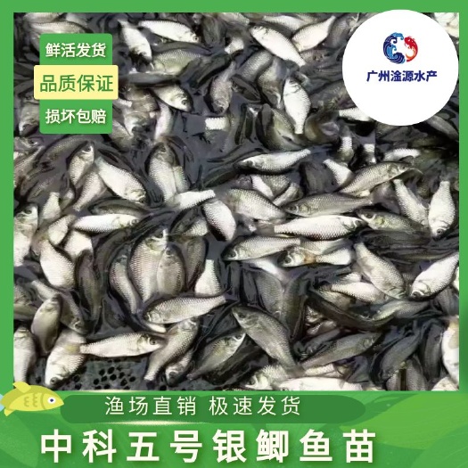 广州中科五号鲫鱼苗工程鲫鱼苗
