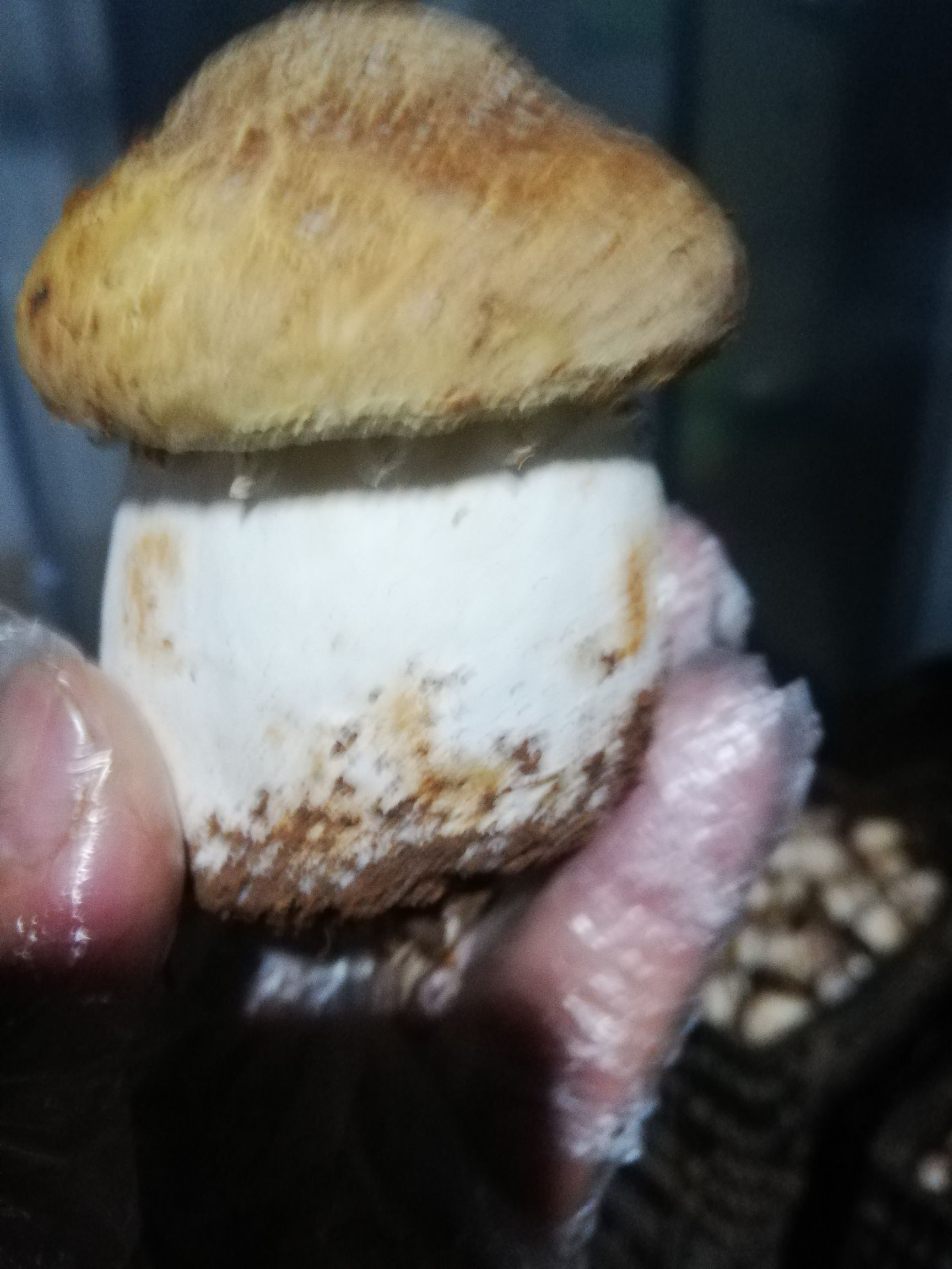  赤松茸鲜货