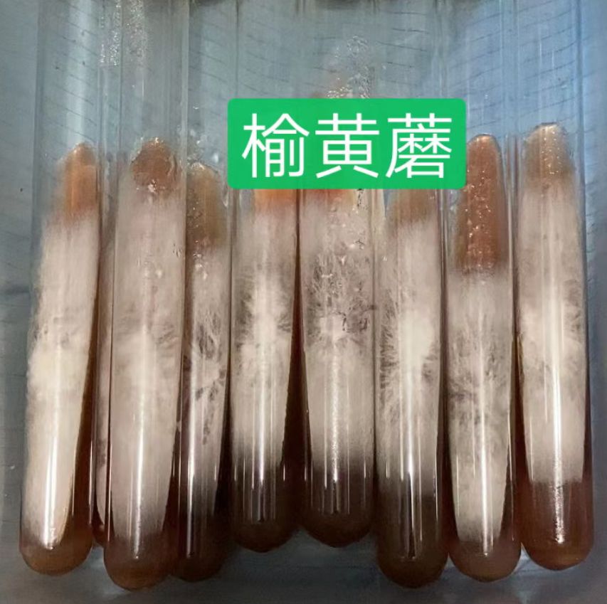法库县榆黄蘑菌种母种试管