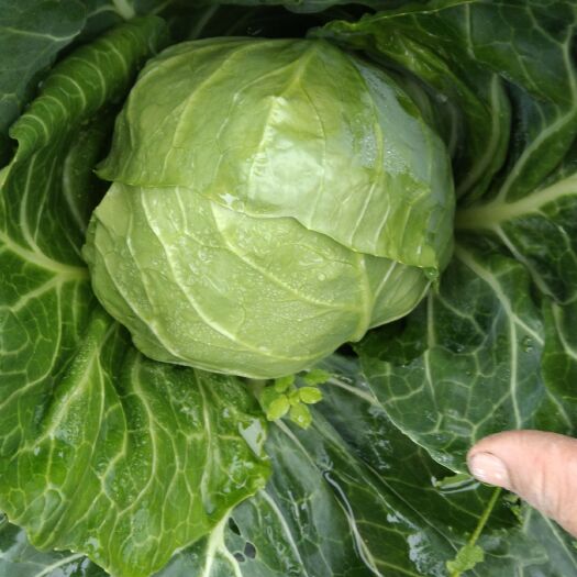 尤溪县紫包菜 绿宝甘蓝大量上市