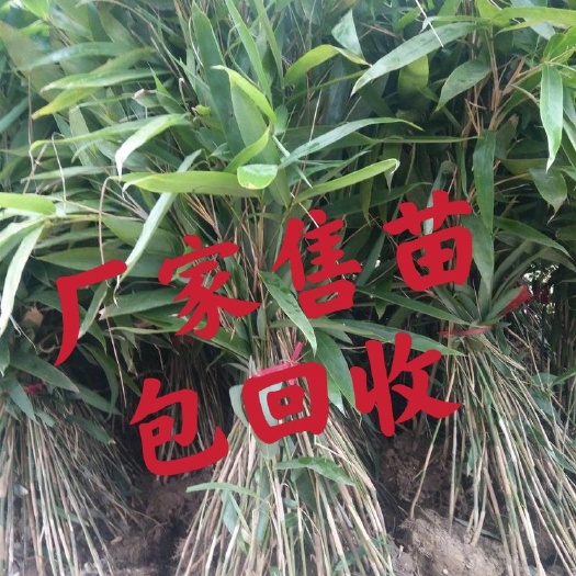 恩施市2025年新货粽叶/箬叶根苗
品质好（包回收）经济效益高