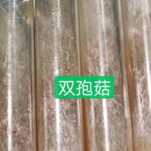 法库县双孢菇菌种  双孢菇母种