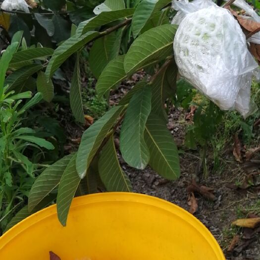 玉林 供应白芯珍珠番石榴