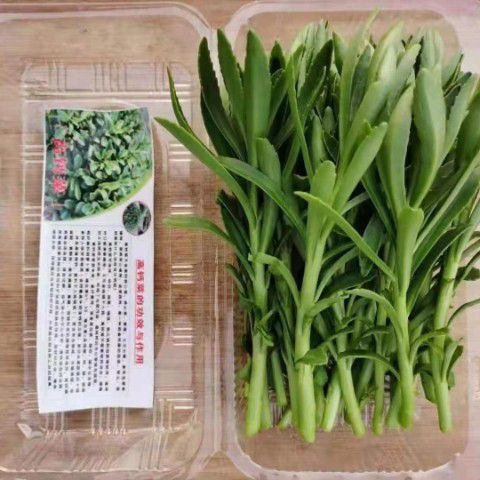  农业部授权救心菜种苗基地