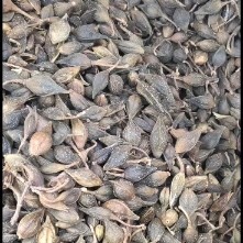 连翘  青翘水煮货