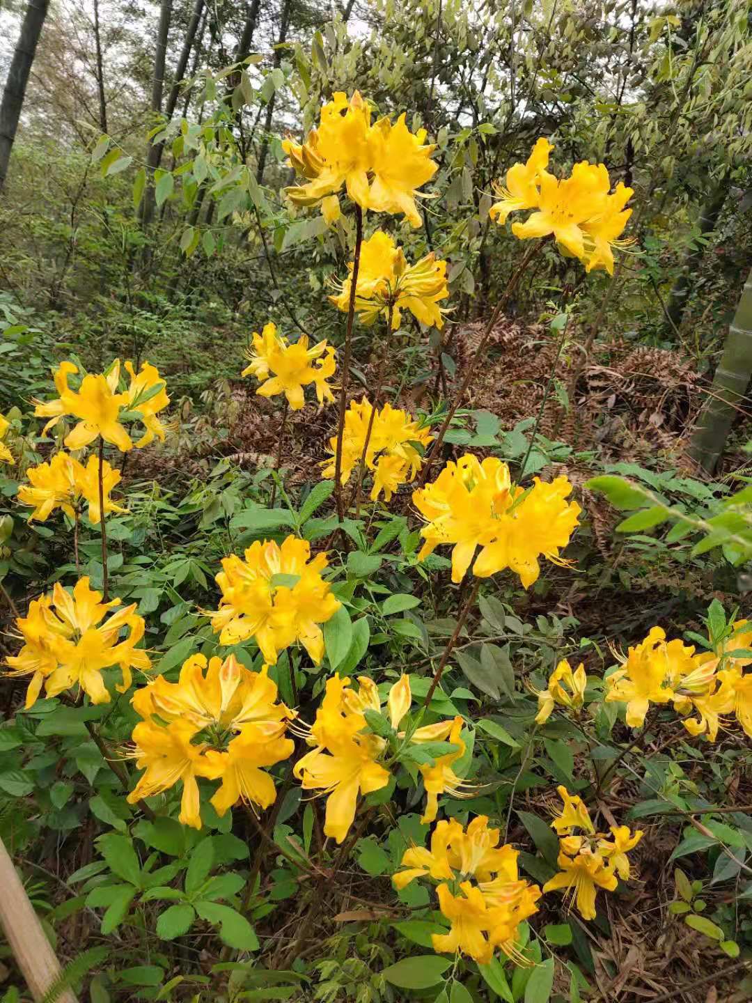 羊踯躅  供应，黄花杜，干花，袋装标准土球，欢迎选购