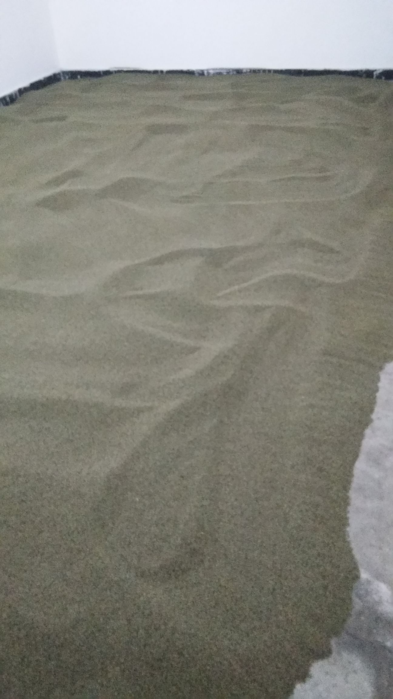 山桐子优良种源，精品种子，颗粒饱满，质量为基，诚信为本，