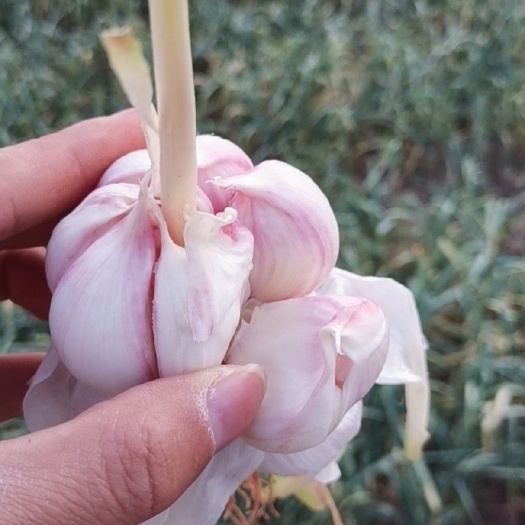 杞县白皮蒜  紫皮大蒜，提供电商一件代发，社区整车发货服务。