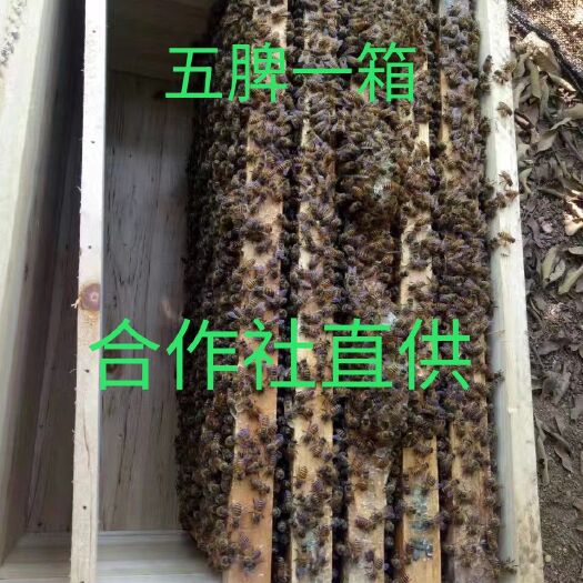 南宁中华蜜蜂  蜜蜂蜂群中蜂活体蜂王中蜂带子脾带蜜脾带箱土蜂蜂群 可送货上门