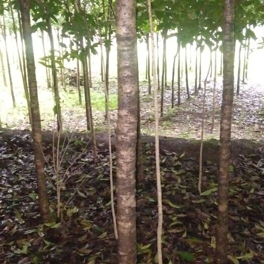 余庆县八月桂 高杆桂花树，杆高一米七米，4一8公分，5oo棵
