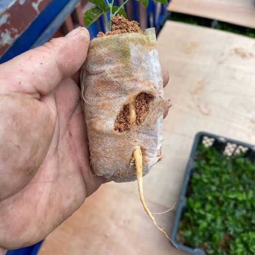 灵山县 中叶牛大力苗