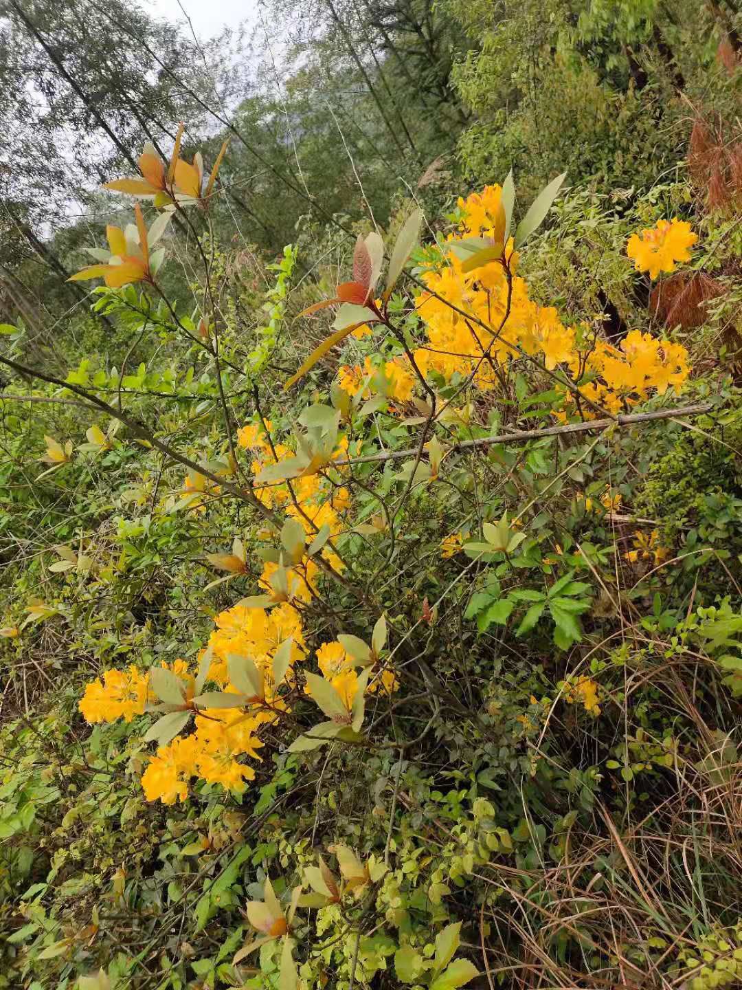 羊踯躅  供应，黄花杜，干花，袋装标准土球，欢迎选购