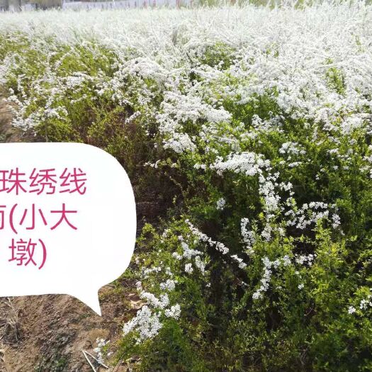 保定 喷雪花，雪柳，珍珠绣线菊