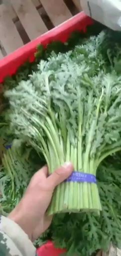 【精品茼蒿】大量上市质量好价格优