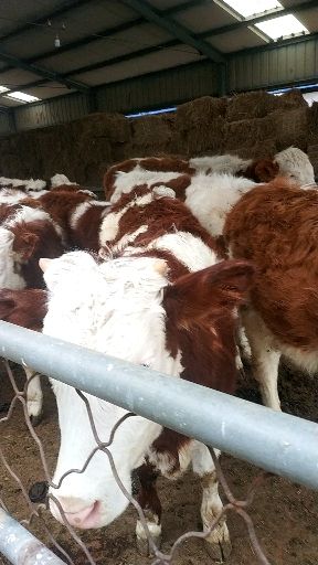 肉牛  ，牛犊，西门塔牛，家庭养殖农场自繁殖自销售生长快抗病强。