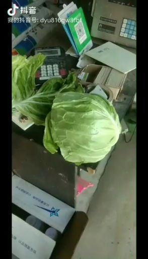 开封圆包菜 河南省开封市祥符区 3.0~3.5斤
