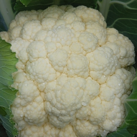 成都花菜 菜花 成都新津自家土地大量上市，无代办，无装车费用