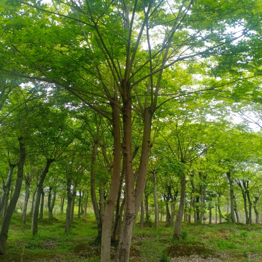 九江丛生朴树 朴树