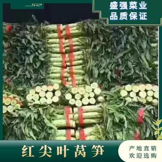 郯城县红叶莴笋 山东省临沂市郯城县
