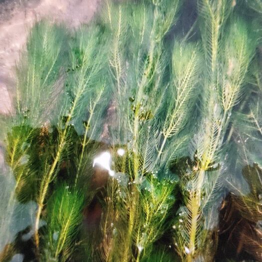 桂林穗花狐尾藻