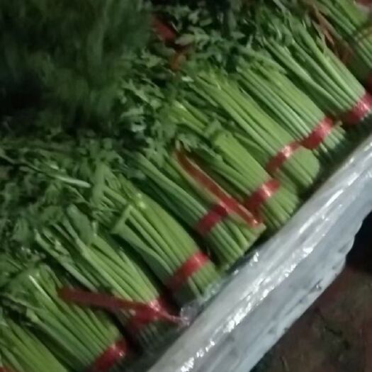 银川【精品茼蒿】大量上市质量好价格优