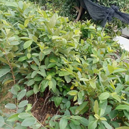 普宁市番石榴苗 出售各种番石榴苗，嫁接小杯苗，